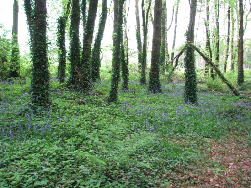 Éiceolaíocht 2015 002